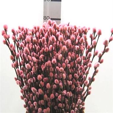Pussy Willow Dyed Pink