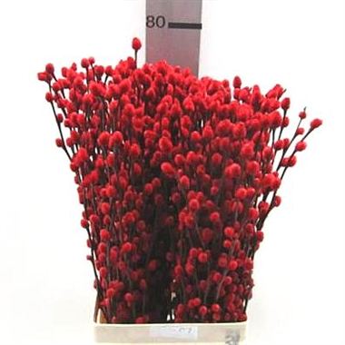 Pussy Willow Dyed Red