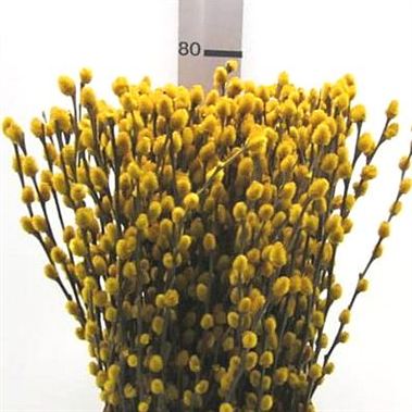 Pussy Willow Dyed Yellow