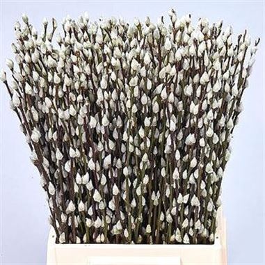 Salix Pussy Willow White Snowflake