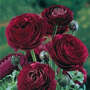 Ranunculus Pauline Violet