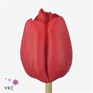 Tulips Escape