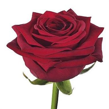 Valentines Red Grand Prix Roses 60cm | Wholesale Flowers & Florist ...