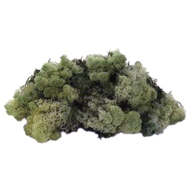 Reindeer Moss - Sage (Preserved)
