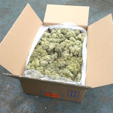 Reindeer Moss 3Kg - Natural (Preserved)