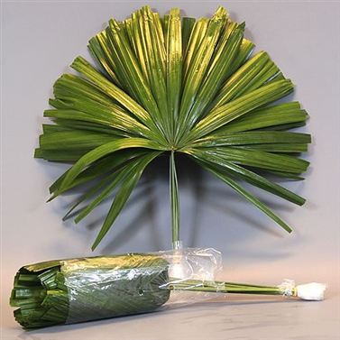 Rhapis Palm