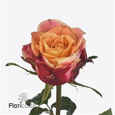 Rose 3d