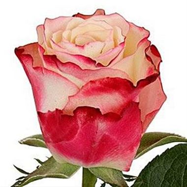 Rose advance sweetness
