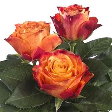 Rose atomic