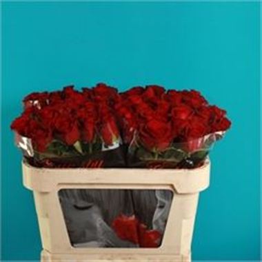 Rose burgundy 40cm (Small Headed)