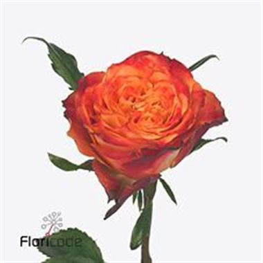 Rose Acapulco
