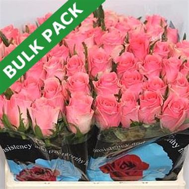 Rose ace pink (bulk pack)