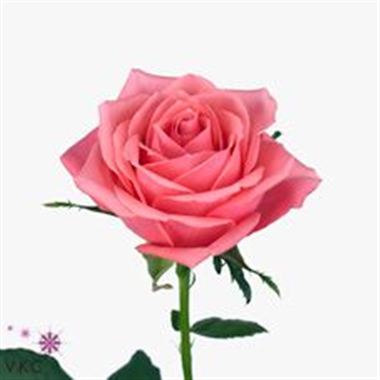 Rose Ace Pink