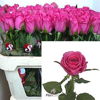 Rose adamma