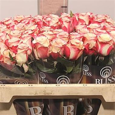 Rose advance sweetness