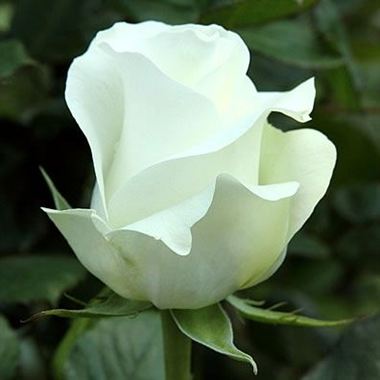 Rose akito