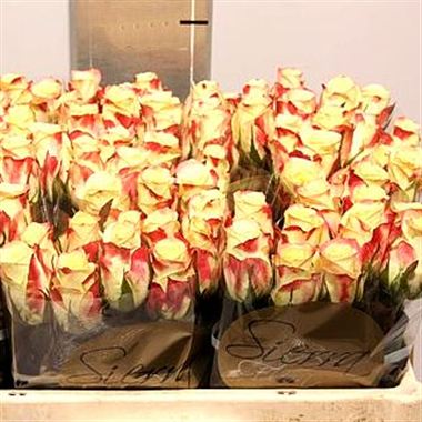Rose Alison 40cm (Small-Headed)