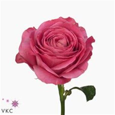 Rose all 4 love