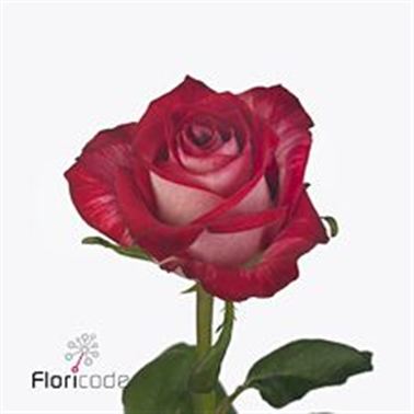 Rose all star