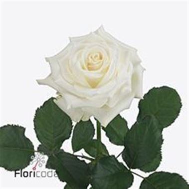 Rose Alpe d'Huez