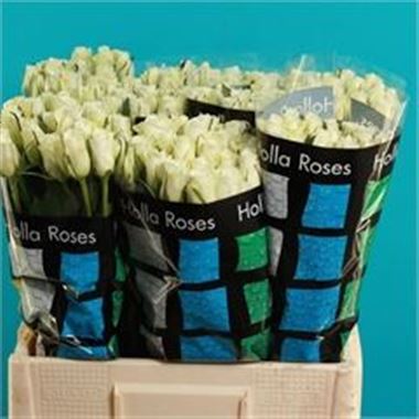 Rose aspen 40cm (small headed)