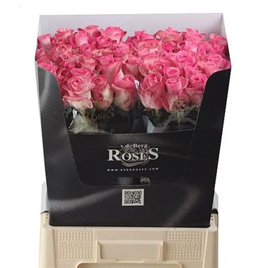 Rose Avalanche Candy