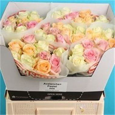 Rose Avalanche Pastel Mix (shades may vary)