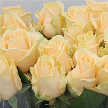 Rose avalanche peach 50cm