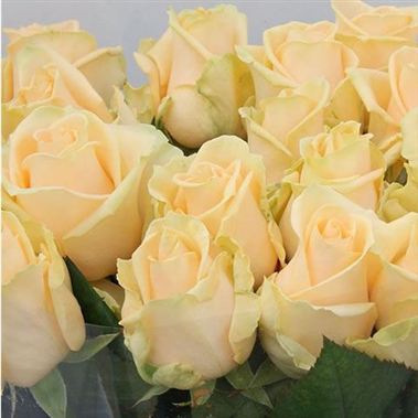 Rose avalanche peach