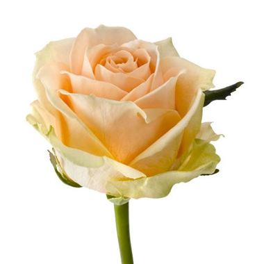 Rose pearl avalanche