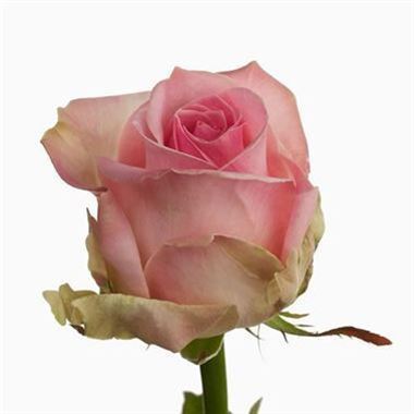 Rose Avalanche Sorbet 40cm (small headed)