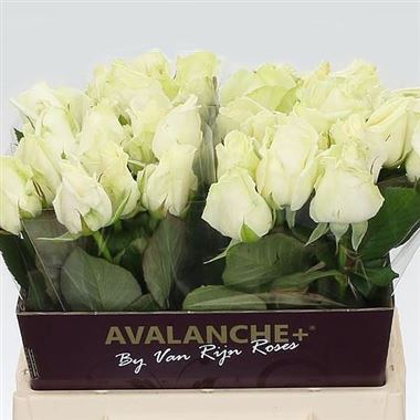 Rose avalanche 40cm (Small-Headed)