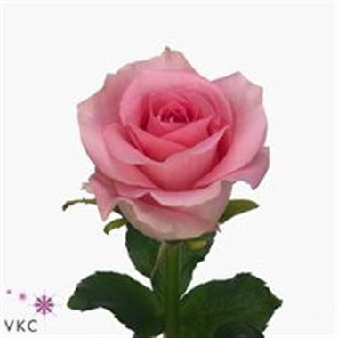 Rose baby love