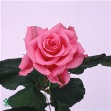 Rose ballet