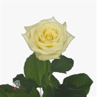 Rose blonde beauty