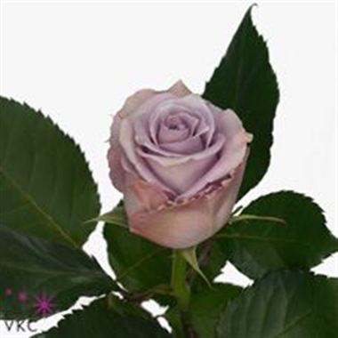 Rose blue gene