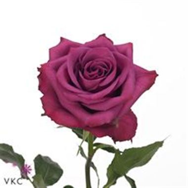 Rose Blueberry