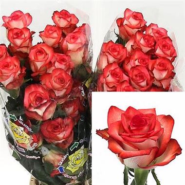 Rose blush