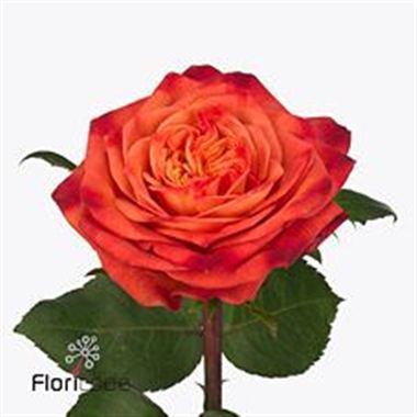 Rose bravour