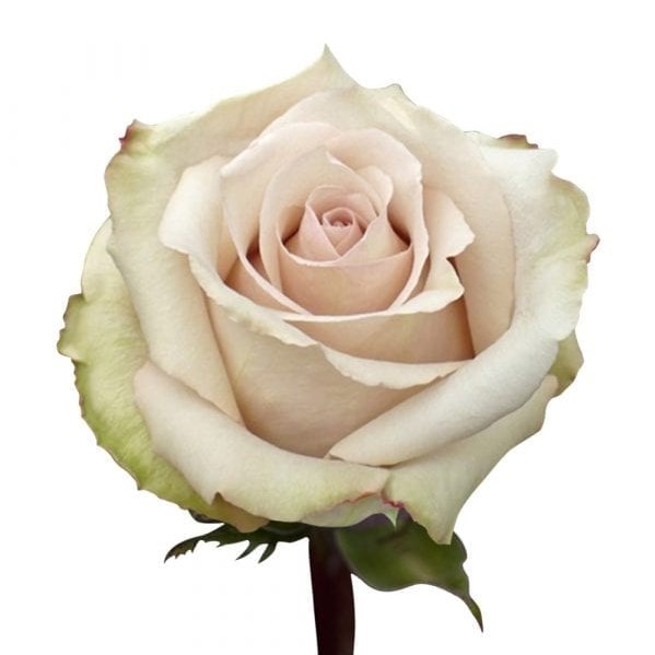 Nude Color Roses Rose Bridal Nude 60cm | Wholesale Dutch Flowers Direct & Florist ...