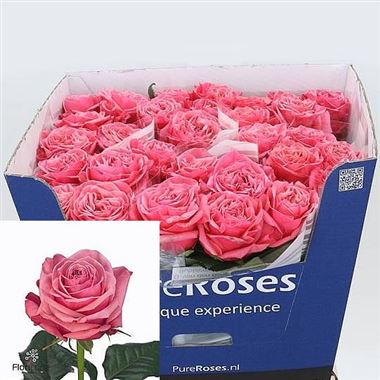 Rose Bubblegum
