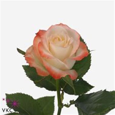 Rose cabaret 40cm (Small-Headed)