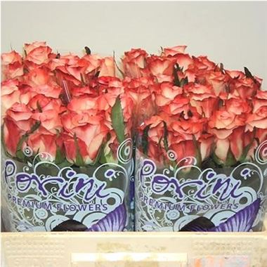 Rose cabaret