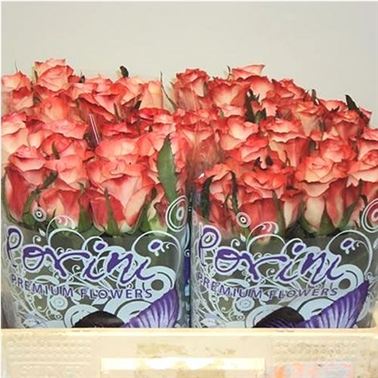 Rose cabaret