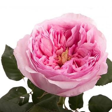 Rose Carey - David Austin