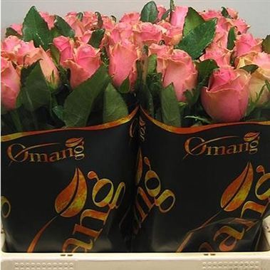 Rose Celeb