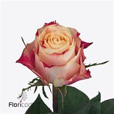 Rose Chapeau