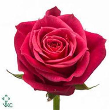 Rose Cherry-O