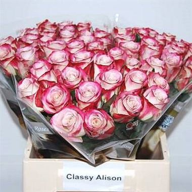 Rose classy alison