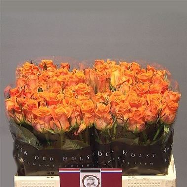 Rose colandro